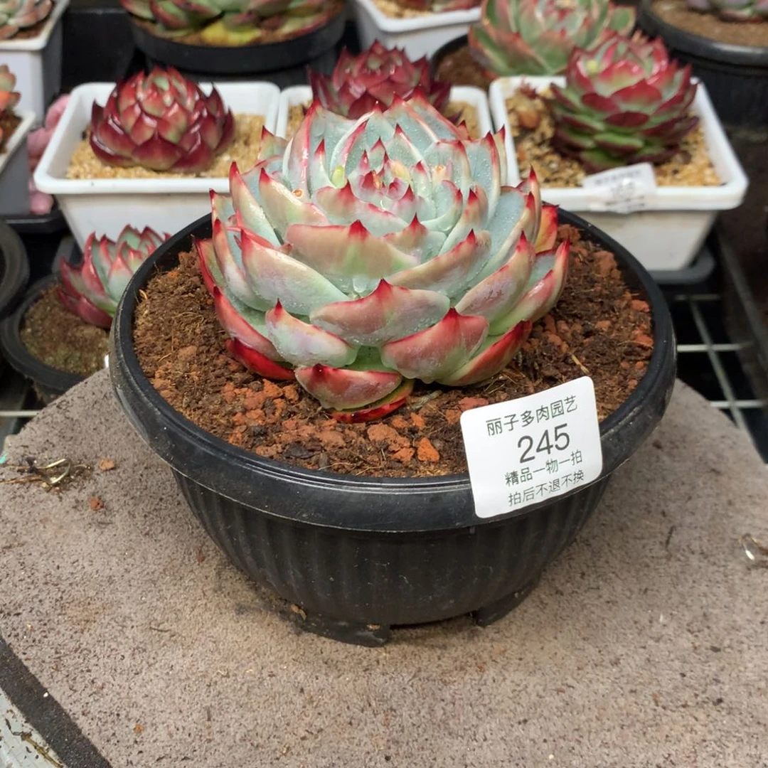 245惊鸿一物一拍尺寸13。多肉植物