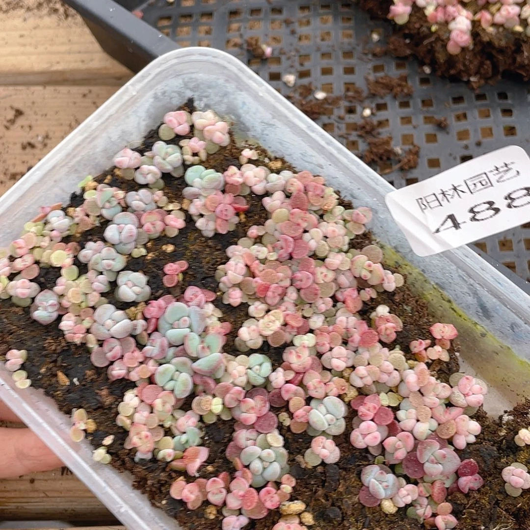 枫***站多肉植物多肉植物488