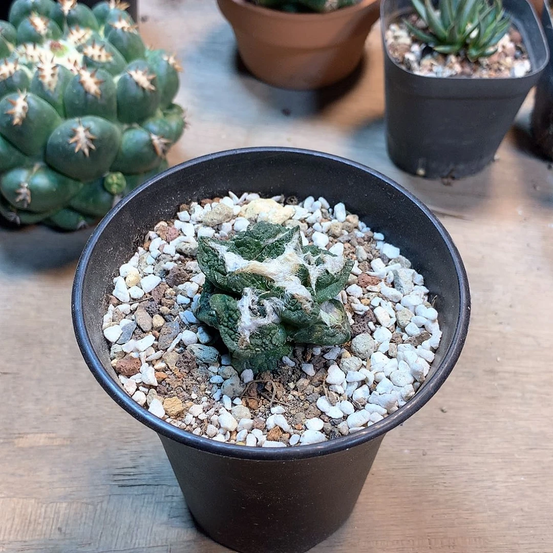 自根怒涛牡丹