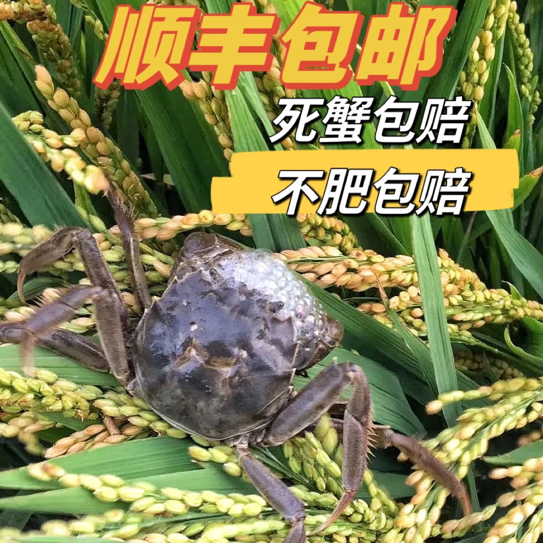 【活蟹】盘锦河蟹公蟹1.4-1.6两规格3斤（专属链接直播间为准）