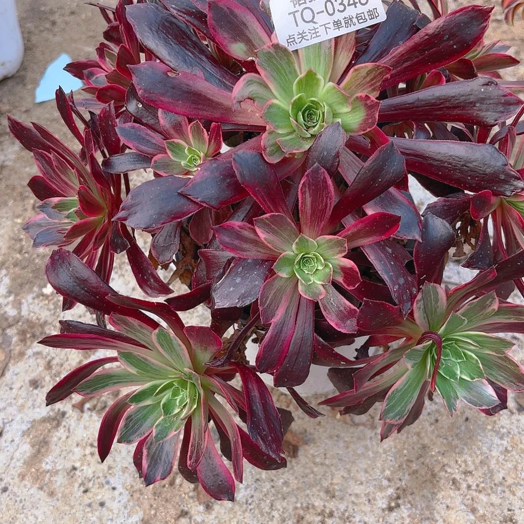 婚纱多肉植物346