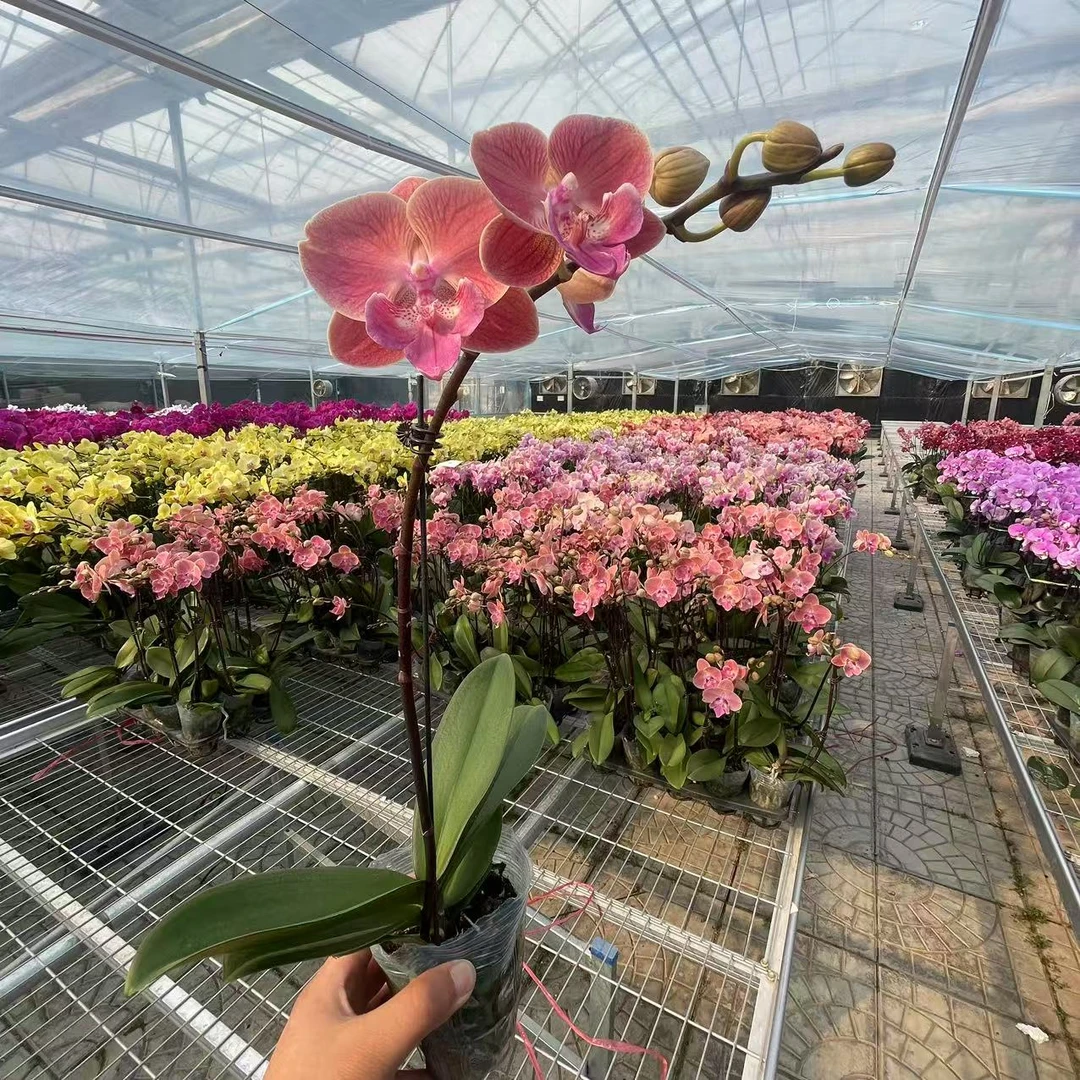 【花之漫】（唯美）3.5寸杯单剑蝴蝶兰花卉室内阳台桌面盆栽