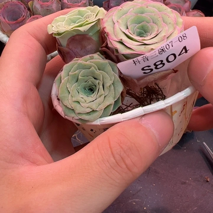 三碗804 帕系不知名福利