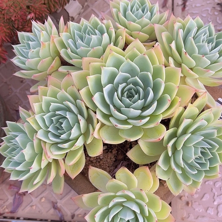 三色堇27197多肉植物