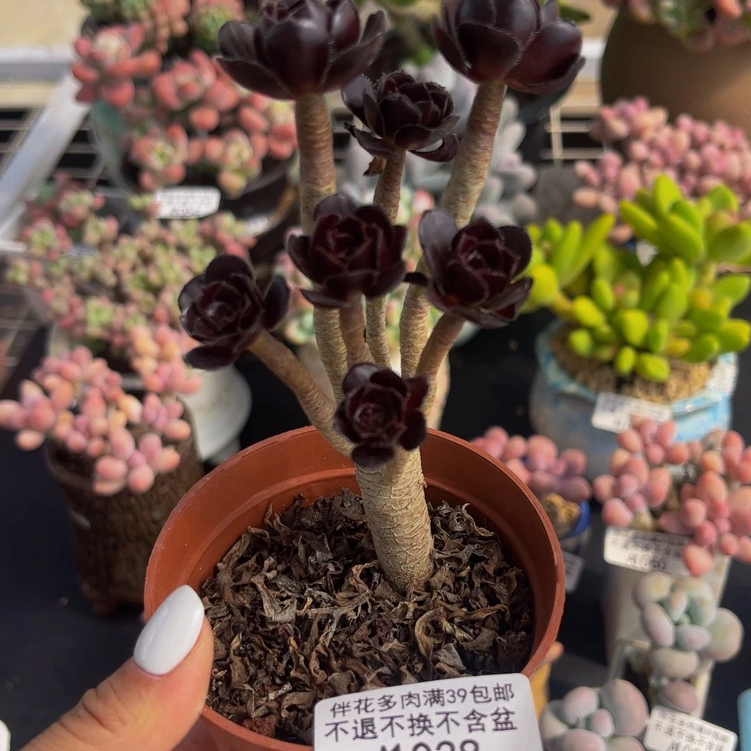 038-丸叶法师多肉5cm