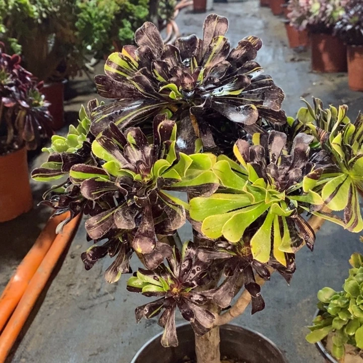 水墨丹青多肉植物62