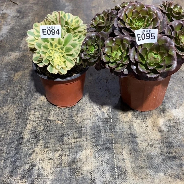 活***傲魅金玫瑰迈巴赫09409500000