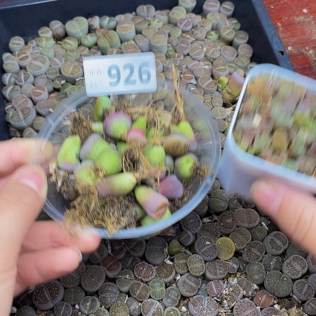 926000000花花花花花花