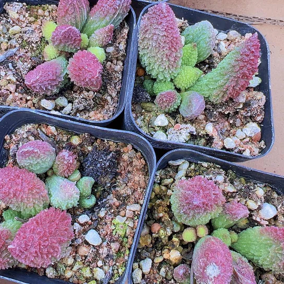 朱子玉19包邮多肉