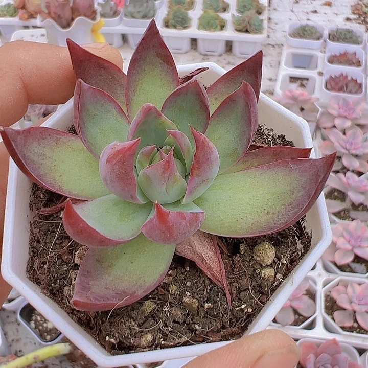 8角盆惊鸿仙子19包邮