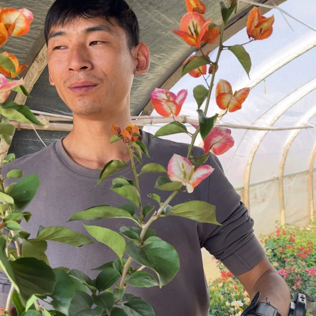 完全开放（凤凰）三角梅会落花落叶会光杆苗有大有小