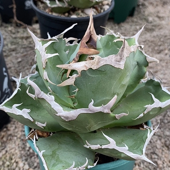 螃蟹。        龙舌兰