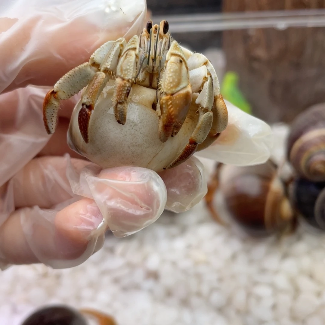 2.0通体浅色瓜瓜7