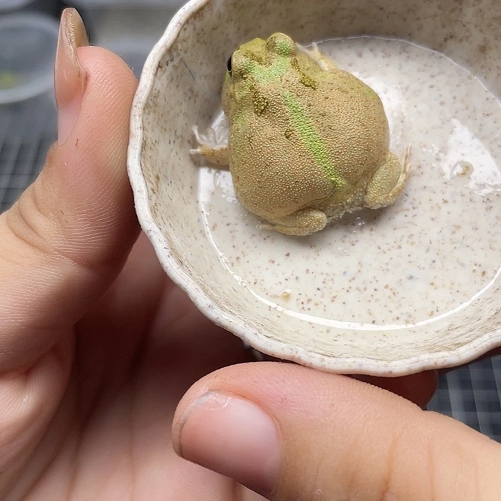 波子027巴拉巴拉专拍