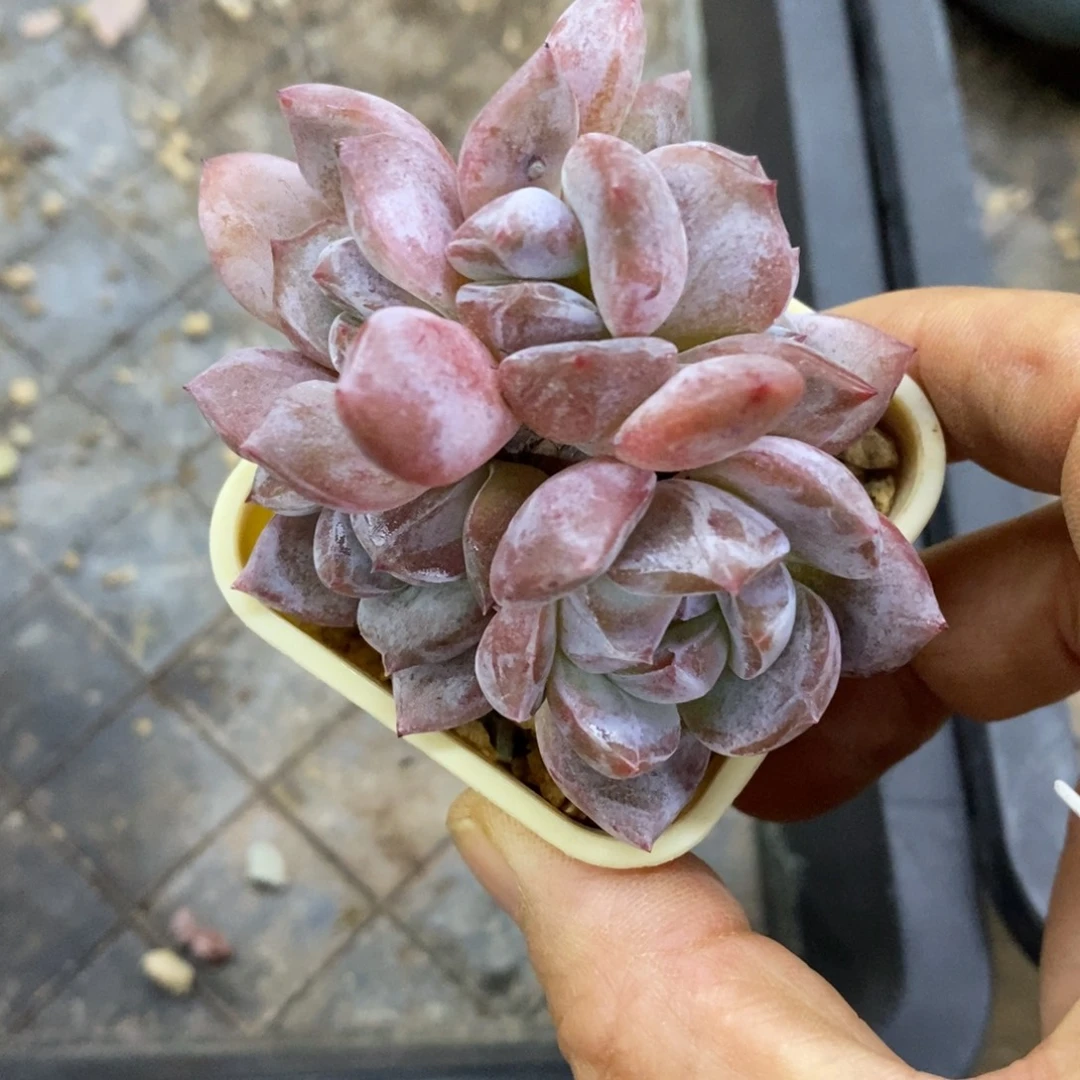 精品多肉一物一拍不包整24