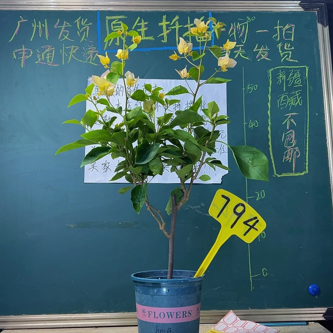 当前无花栽培后可以开花黄玫瑰 794
