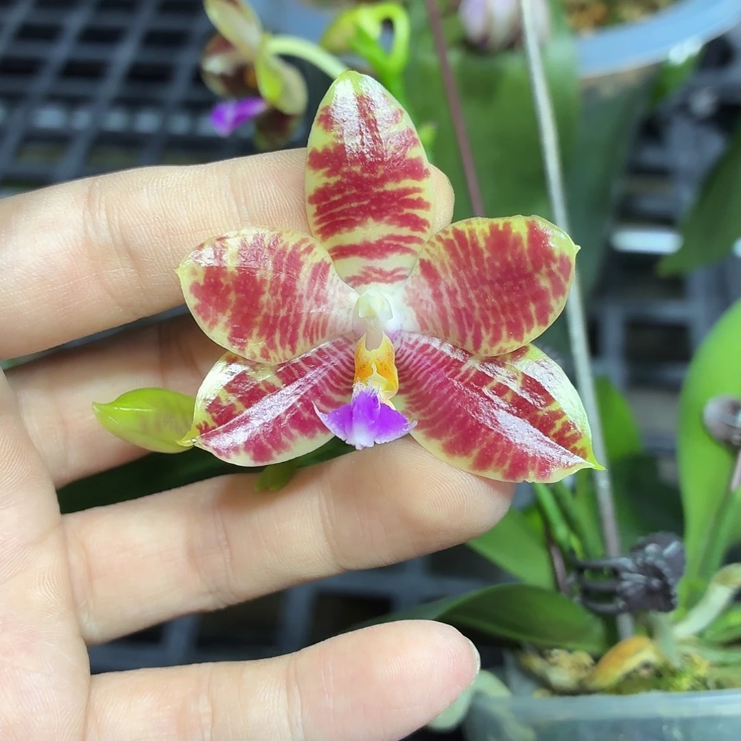 当前无花朵，栽培后可花朵A2229yss1145