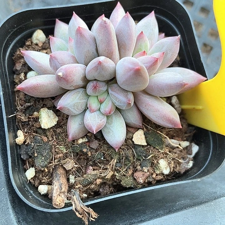 多肉植物虞美人834