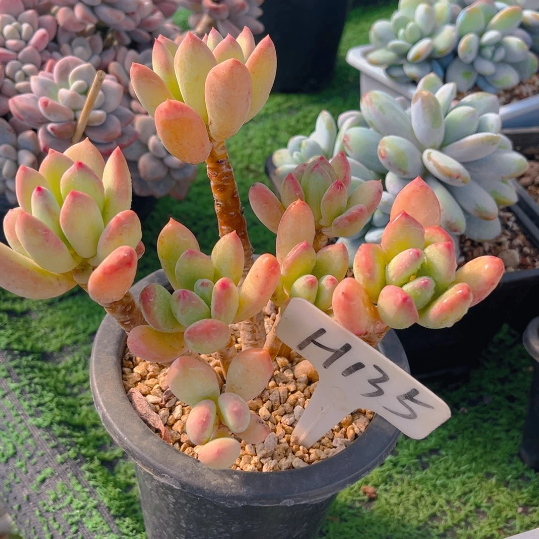 小*华135dghhhjjjjjjj