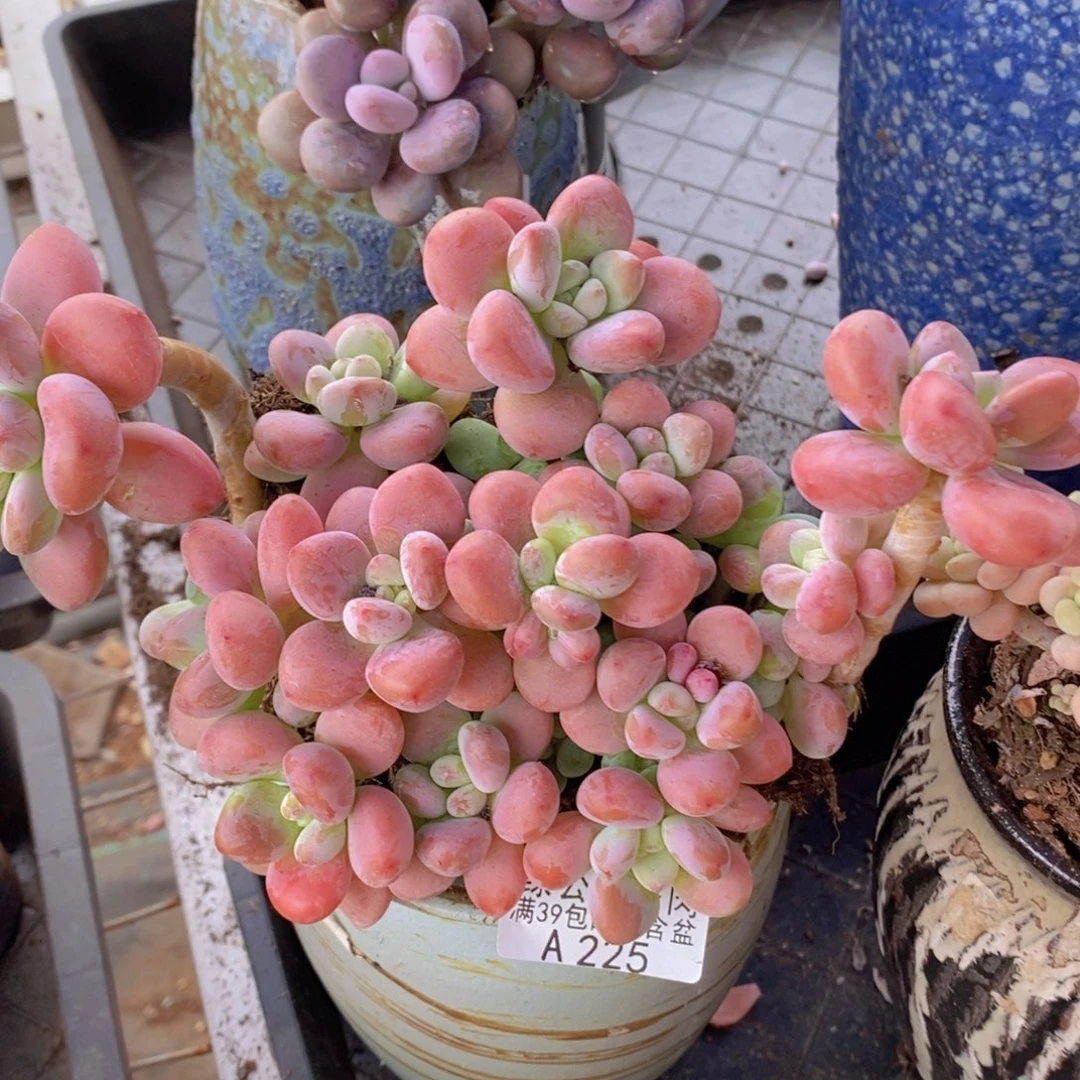 樱花洛神16cm225多肉植物