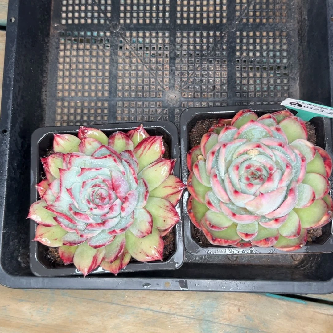 多肉编号0123-255