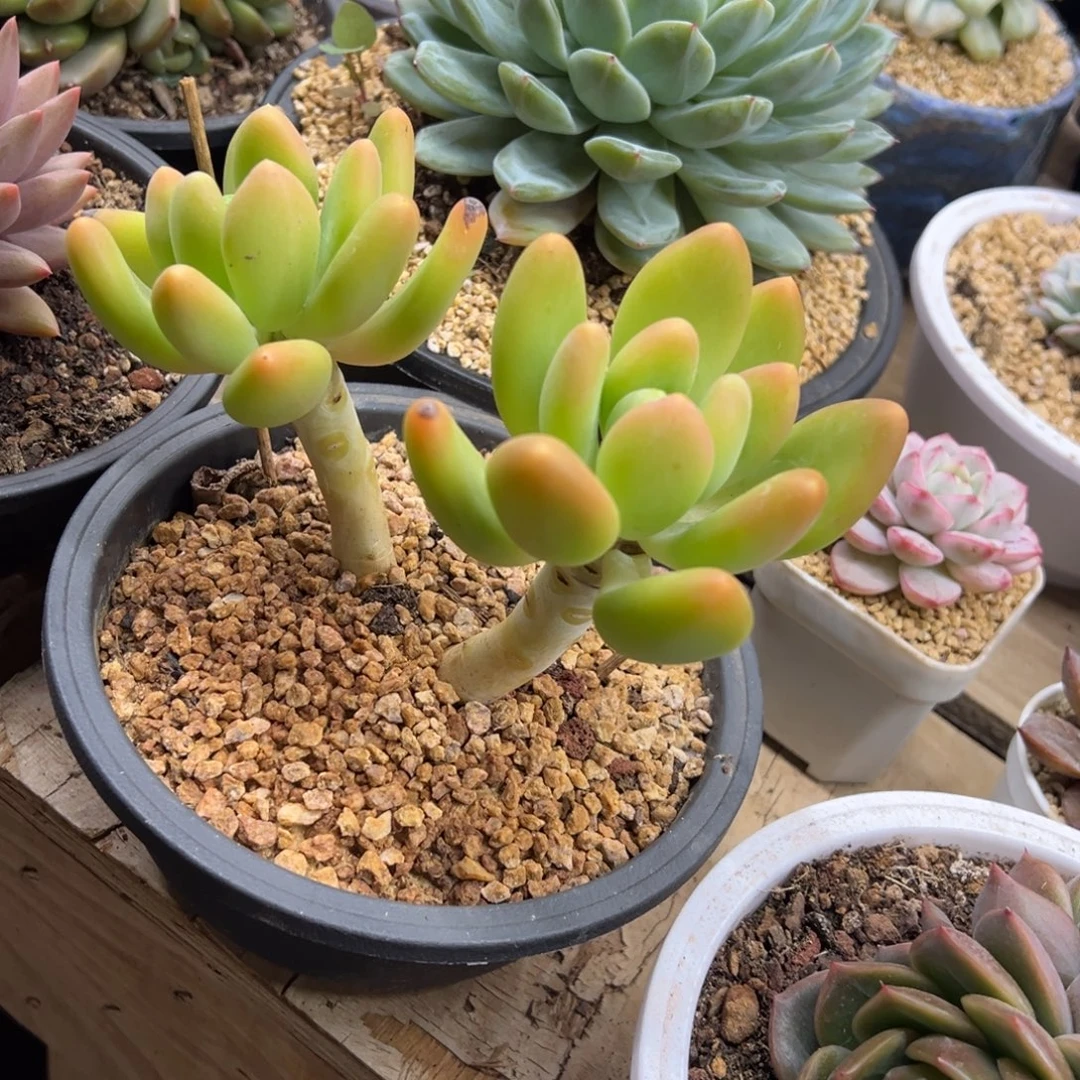 潘朵拉老桩 夏鸣园艺