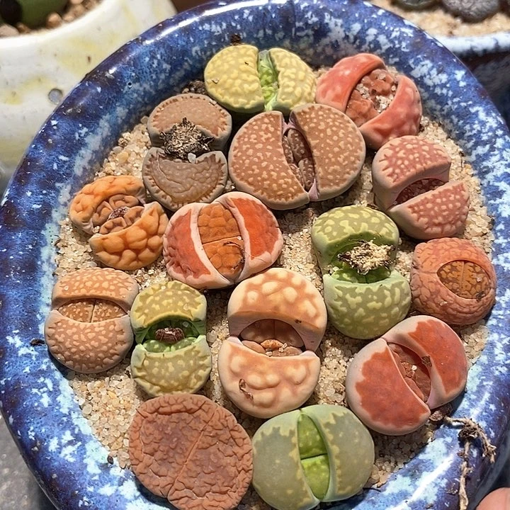 生石花一组5颗