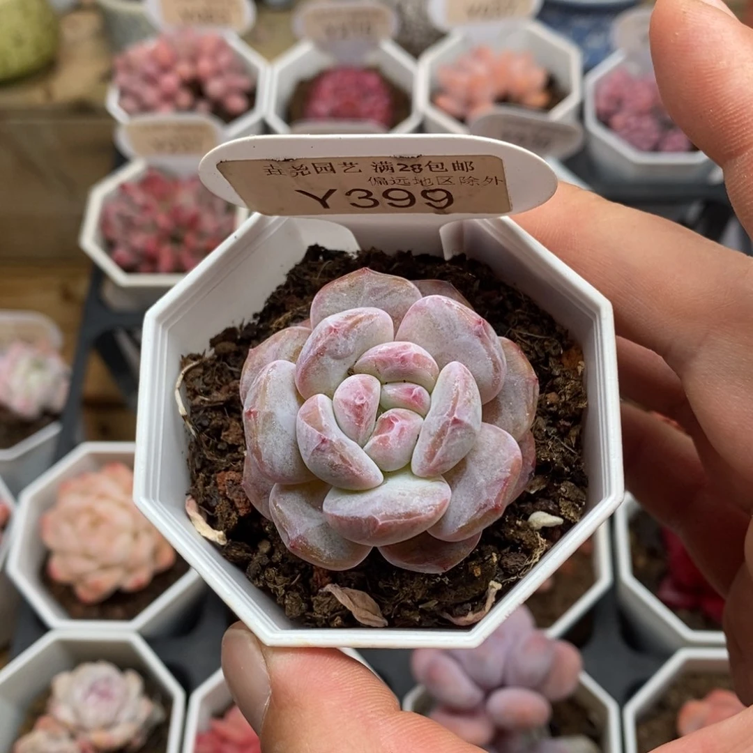 0399 星影单头 4cm