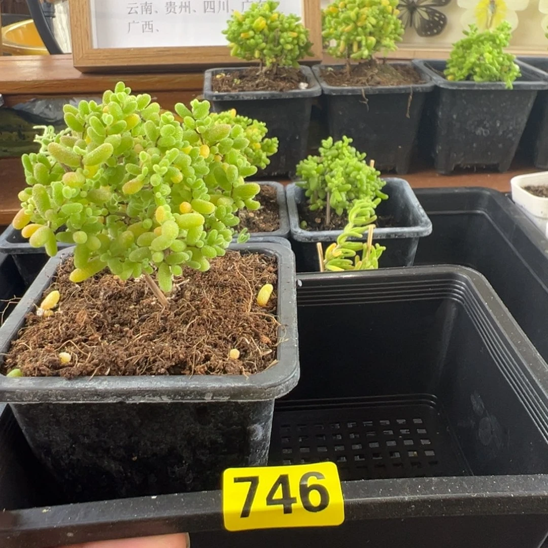 枝干番杏多肉植物746