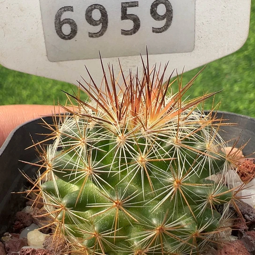 6959 五彩丸变种满 39 包邮非偏远地区