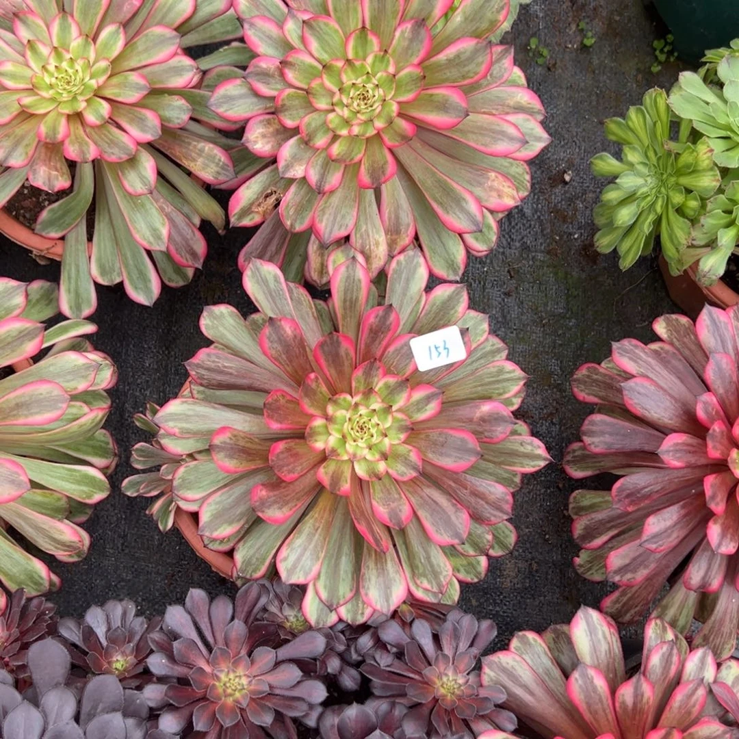 153梦境大单头8一颗20包邮