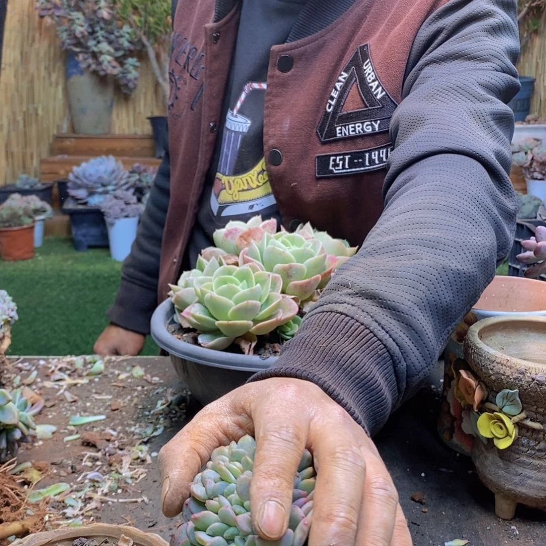 “***”234号玛瑙缀多肉