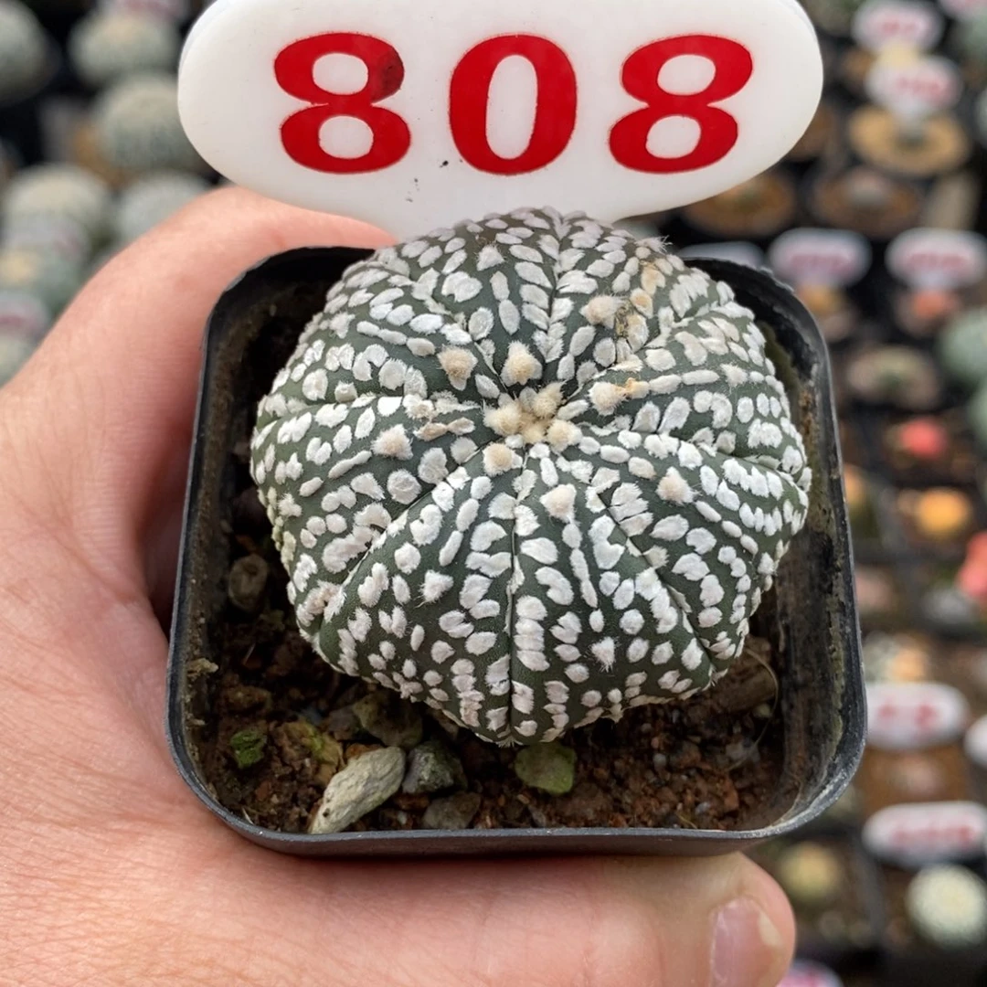808浓白连线超兜