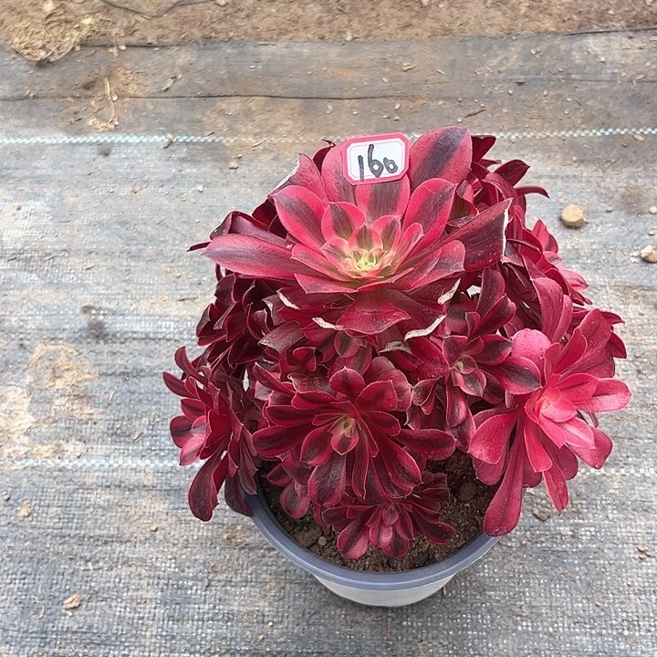 一物一拍多肉美杜莎160