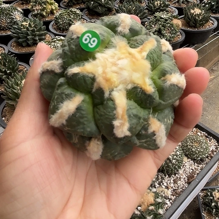 陈***.袖蒲苗接落地仙人球69