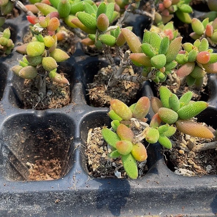 小玉米枝干1元带土发