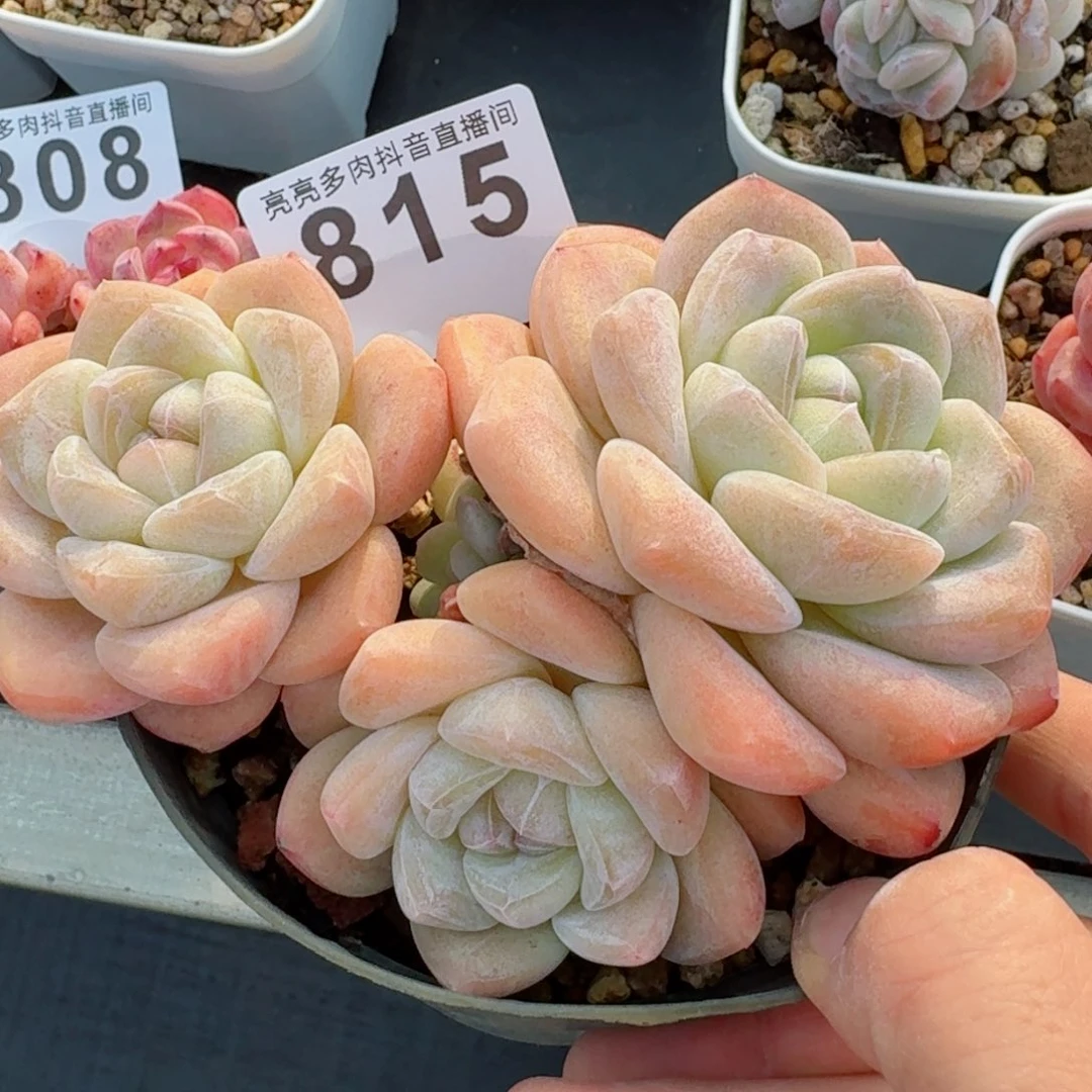 冰玉         精品多肉
