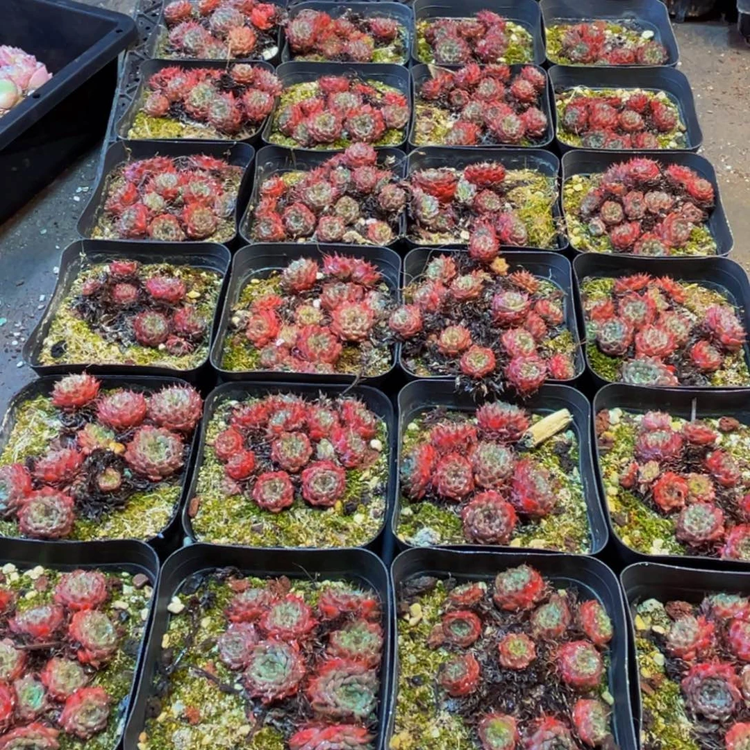 824多肉葡萄的价格是