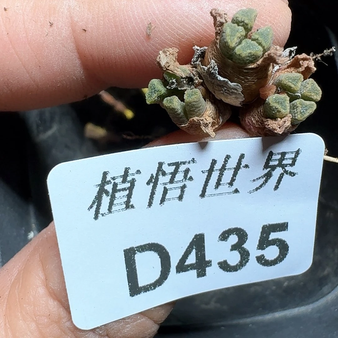 435号多肉植物哇d f