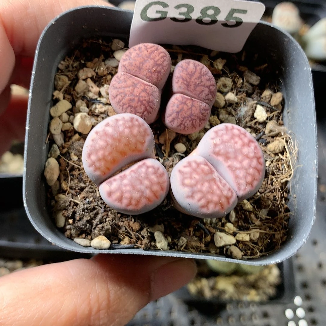 晚***庭G385多肉植物保护研究所