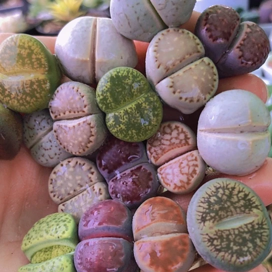 无花朵1160，17颗2厘米左右