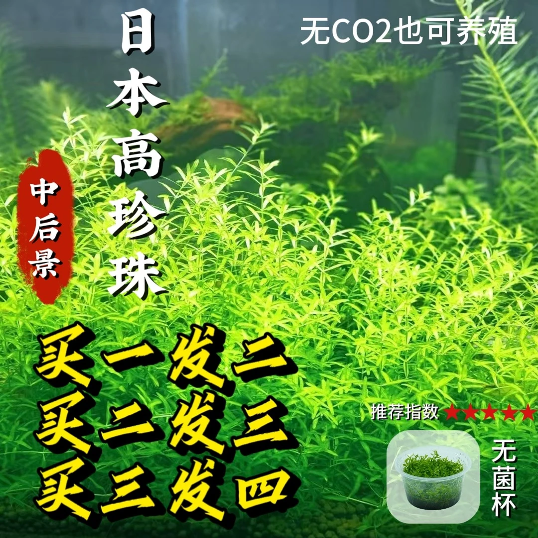 【厂家直销】日本高珍珠无菌杯水草无需二氧化碳新手鱼缸造景植物