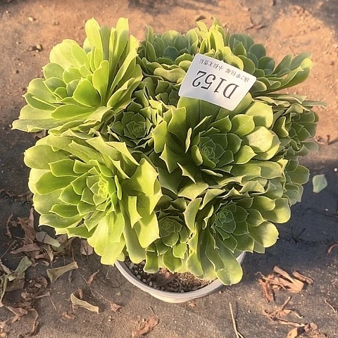 152路羊绒多肉法师锦