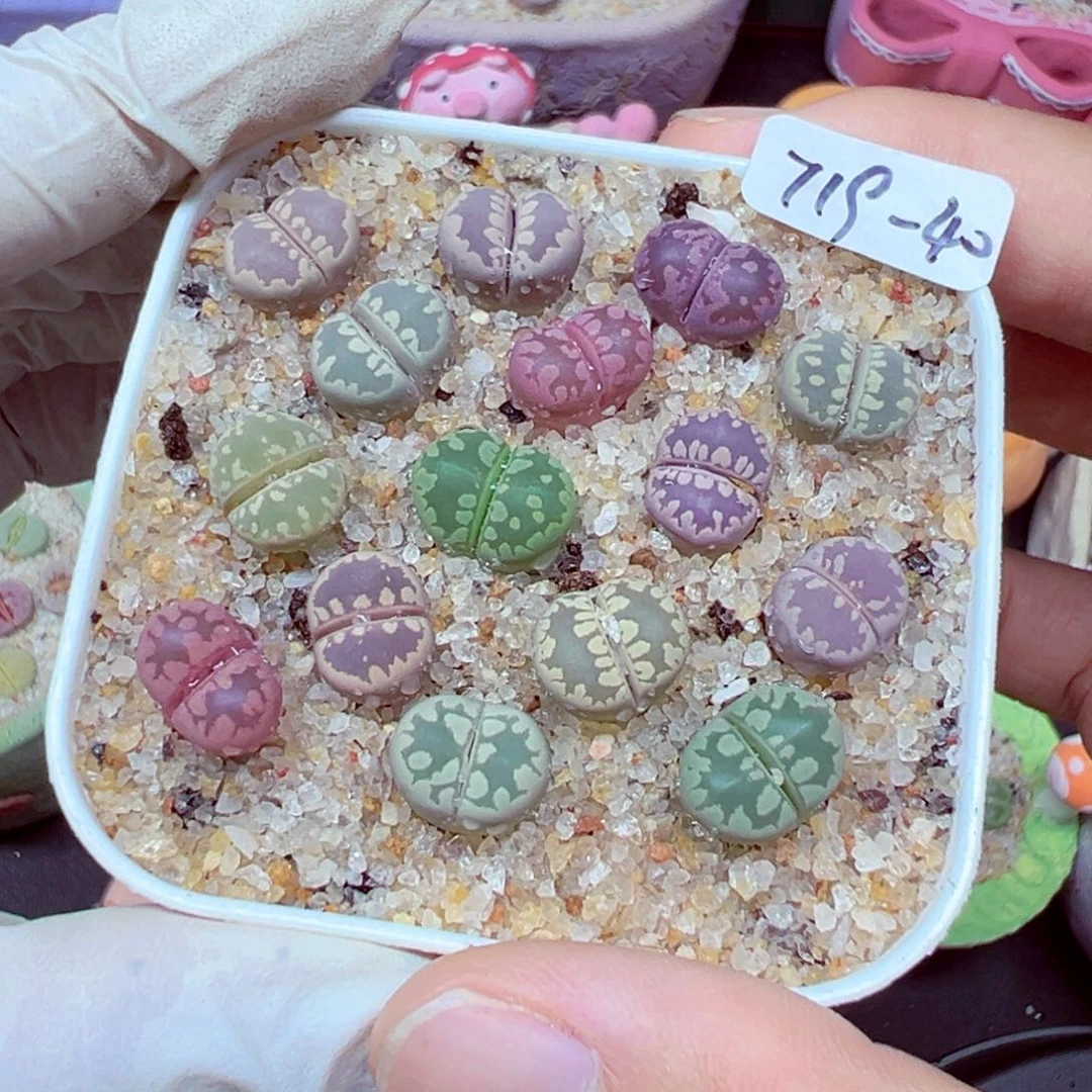 精致优秀的肉肉719-40