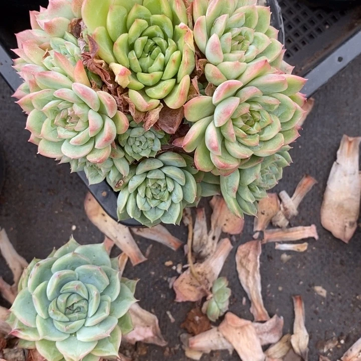 不****调精品多肉植物0482