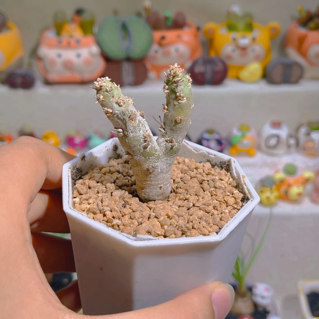 201白皮月界高端块根