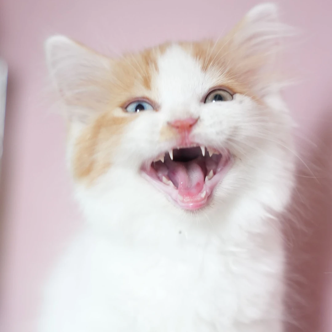 英短系列宠物订金留猫