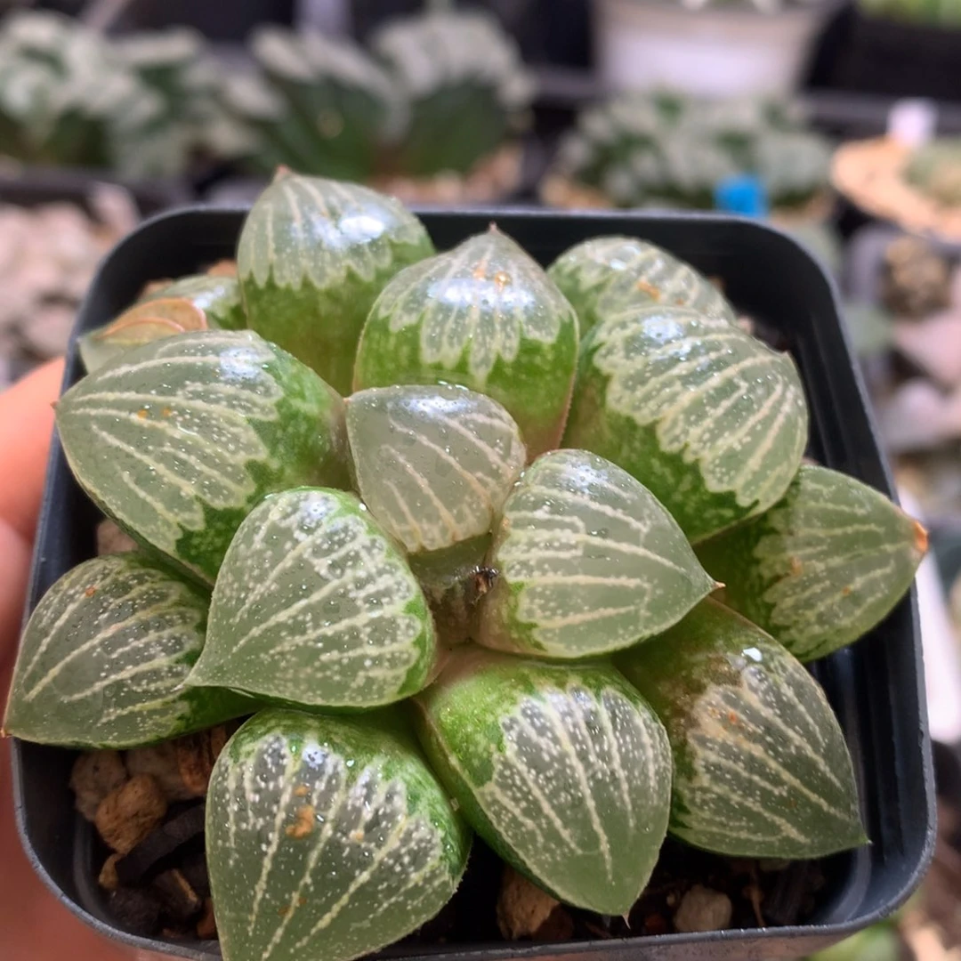 实生寿，带盆土发货