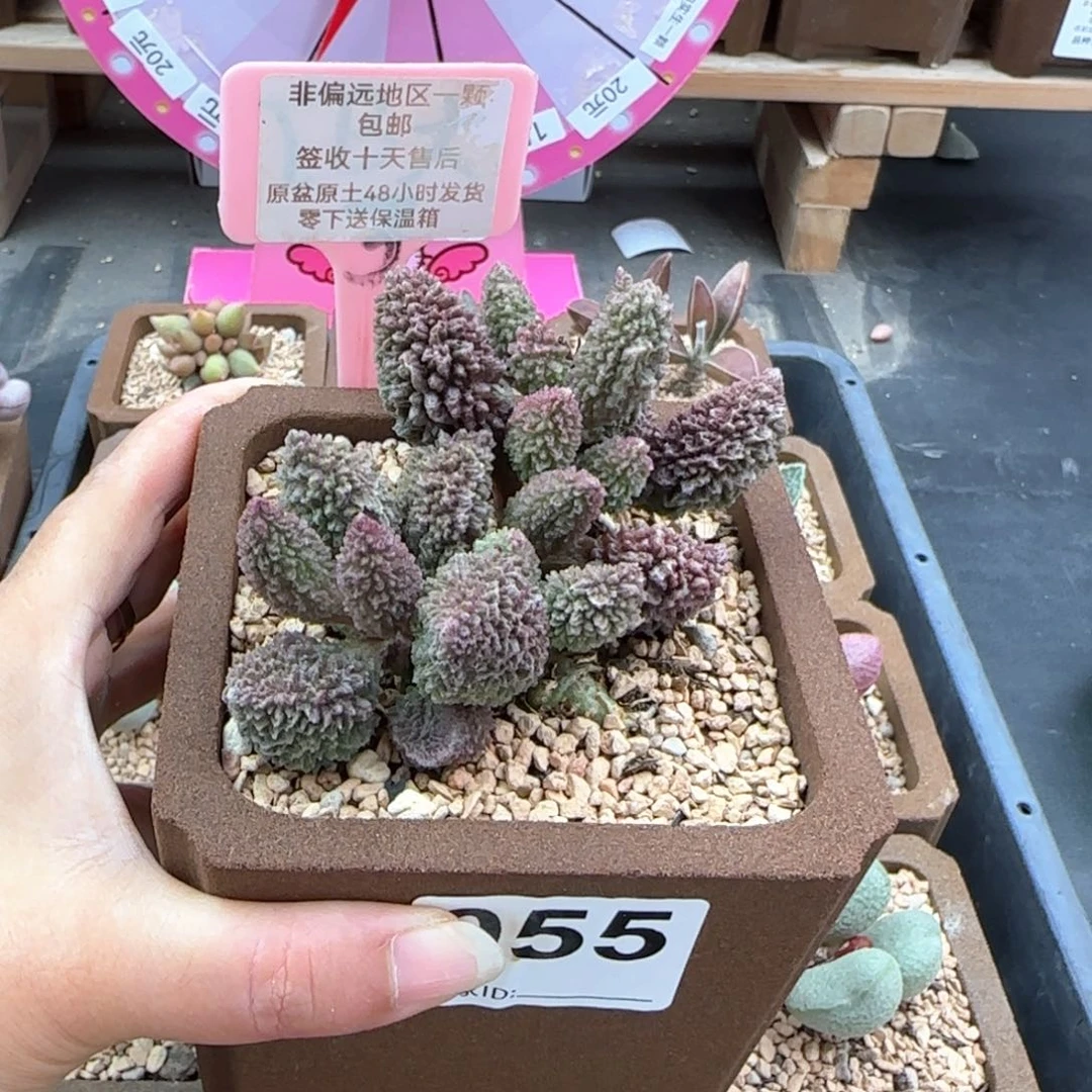 亦*055朱紫玉多肉植物