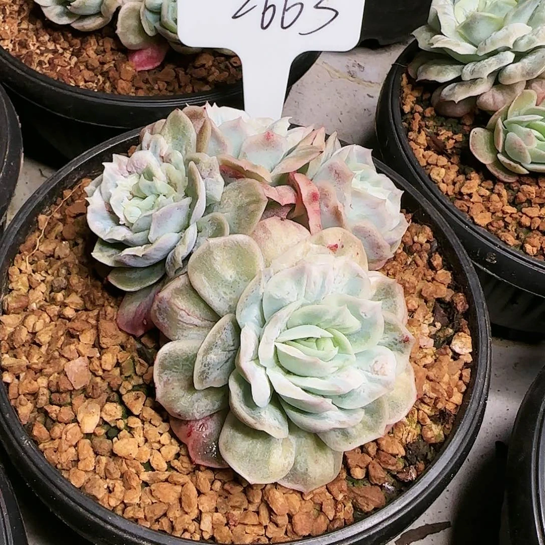 噉2663号   140   肉